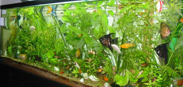 How to make a fish tank ornament