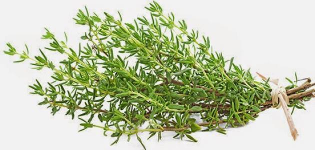 What are the benefits of wild thyme