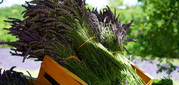 What are the benefits and harms of lavender