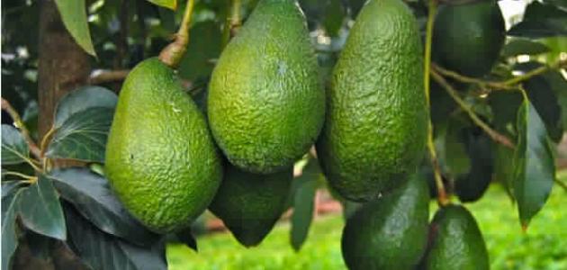 Where is avocado grown?