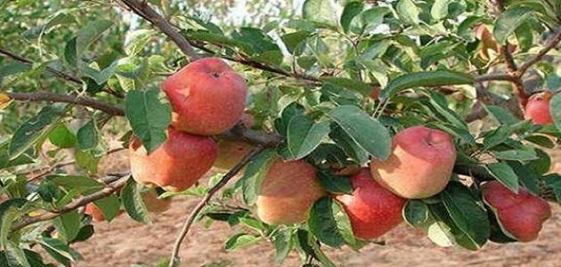 Wo werden Äpfel angebaut?
