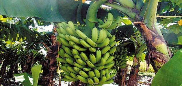 Where are bananas grown?