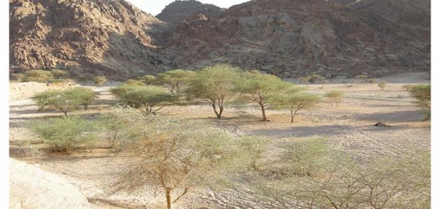 Where is Wadi Al Jinn located?