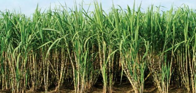 Cultivo de caña de azúcar en Egipto