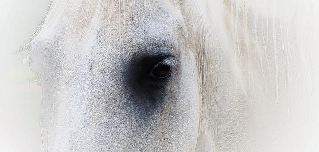 Время белых лошадей
