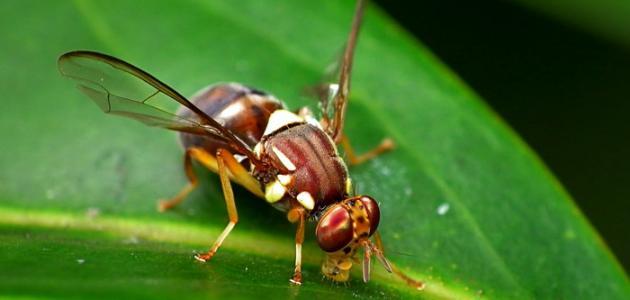 Methods of controlling fruit flies