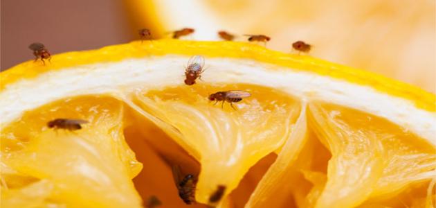 Fruit fly control methods