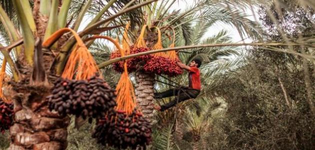 Méthodes de lutte contre le charançon rouge du palmier