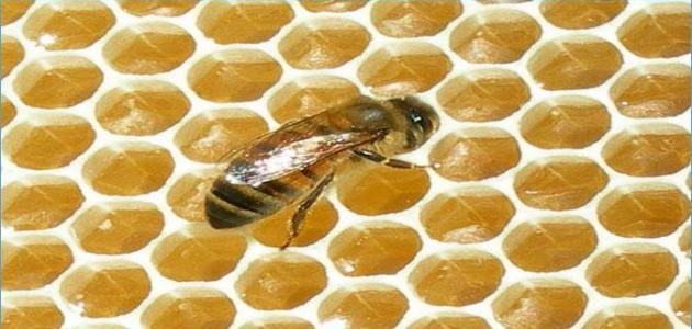 Wie man einen Bienenstock loswird