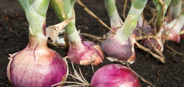 How to grow onions