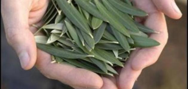 Benefits of olive leaves for hair