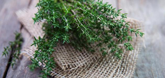 Benefits of thyme for light hair