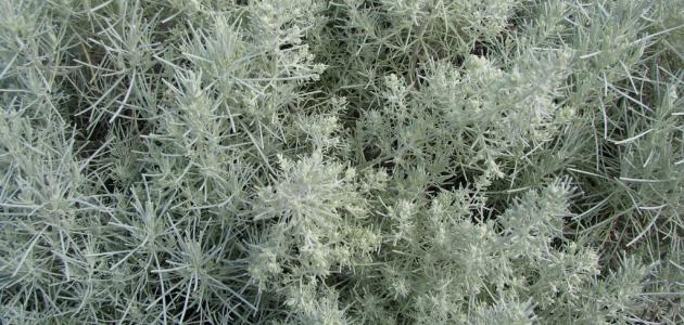 Benefits of wormwood for hair