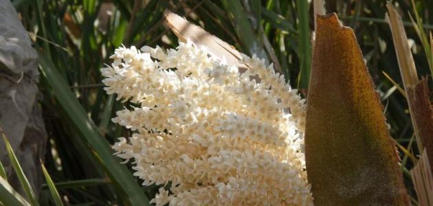 Beneficios del polen de palma para el cabello