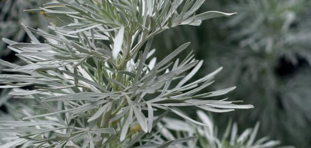 Benefits of wormwood herb for slimming