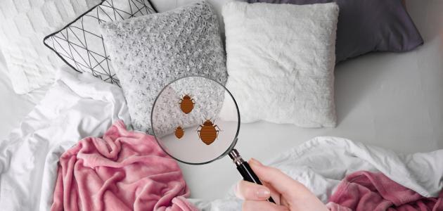 How to get rid of bedbugs permanently