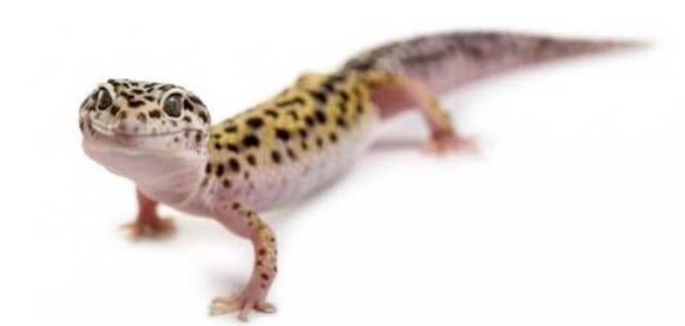 Wie man Geckos aus dem Haus vertreibt