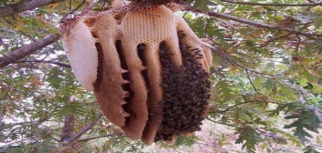 How do I get rid of a bee hive?