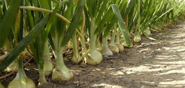 How do I plant onions