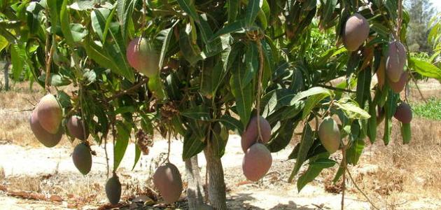 Wie pflanze ich einen Mangobaum?