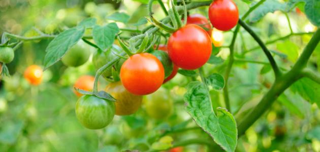 How do I grow tomatoes at home