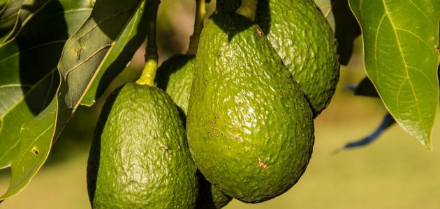 How to plant an avocado seed