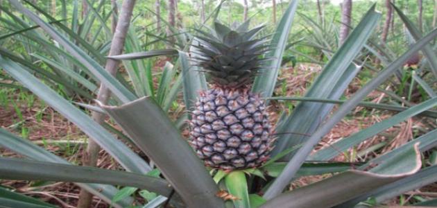 How to plant a pineapple tree