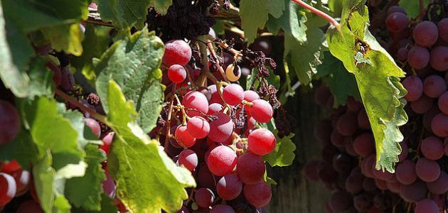 Как посадить виноградное дерево