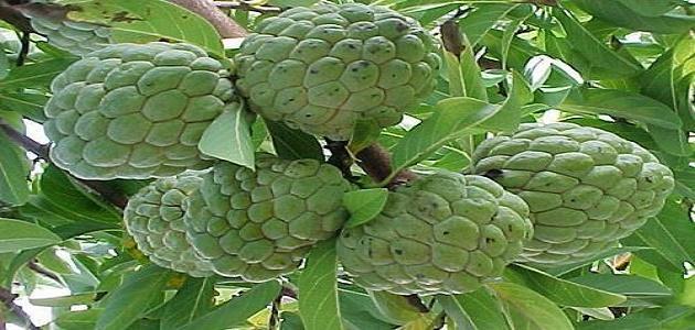 How to grow soursop fruit