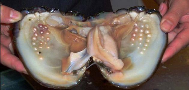 How are pearls formed in oysters?