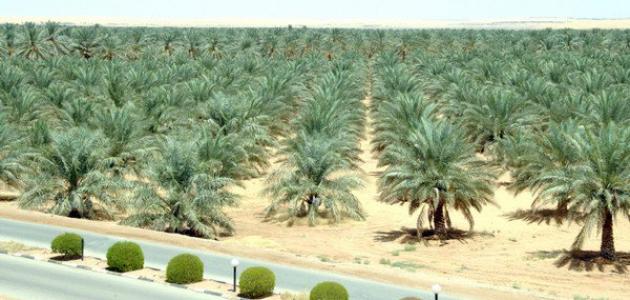 How are palm trees grown?