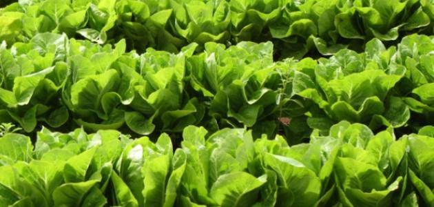 Wie wird Salat angebaut?