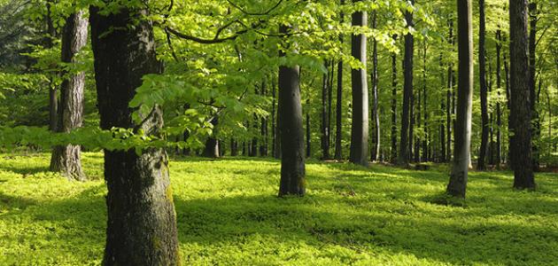 ¿Por qué deberías conservar el bosque?