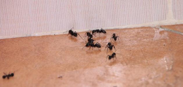 أسباب ظهور النمل بكثرة في المنزل
