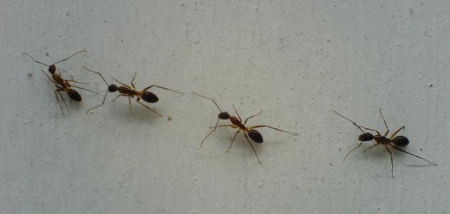 طريقة عمل مبيد للنمل