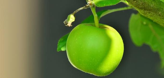 فوائد التفاح الأخضر لإنقاص الوزن