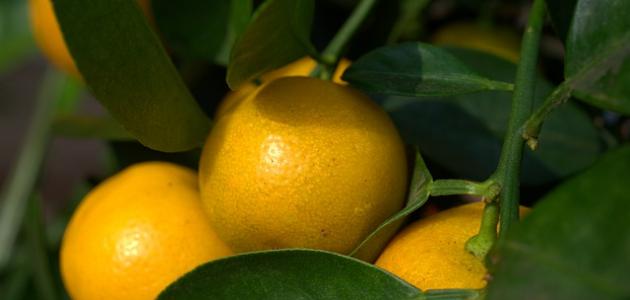 كيف تزرع بذور البرتقال