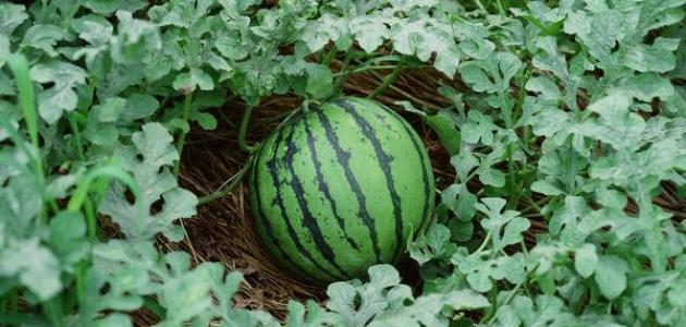كيفية زراعة البطيخ