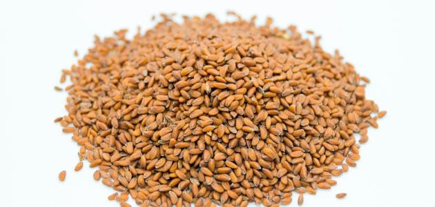 Beneficios de las semillas de berro para el cabello