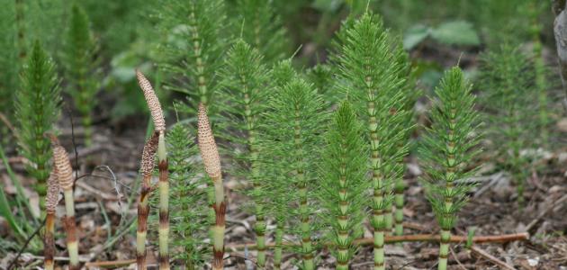 Benefits of horsetail herb for hair