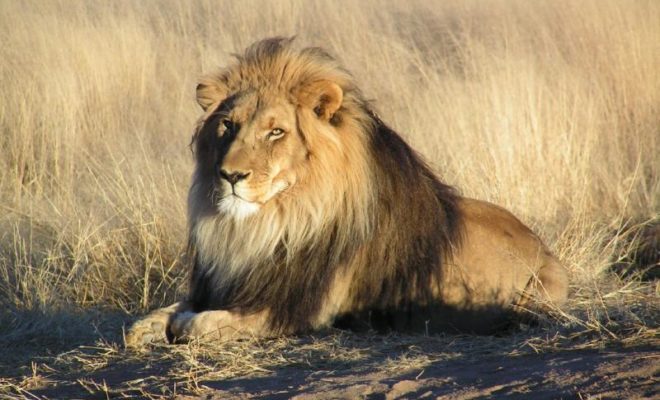 Заповедник «ГГ» позволяет остановиться и ночевать среди львов.