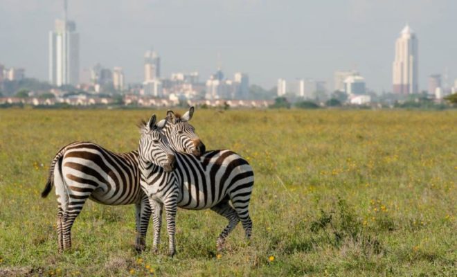 Safari en Nairobi