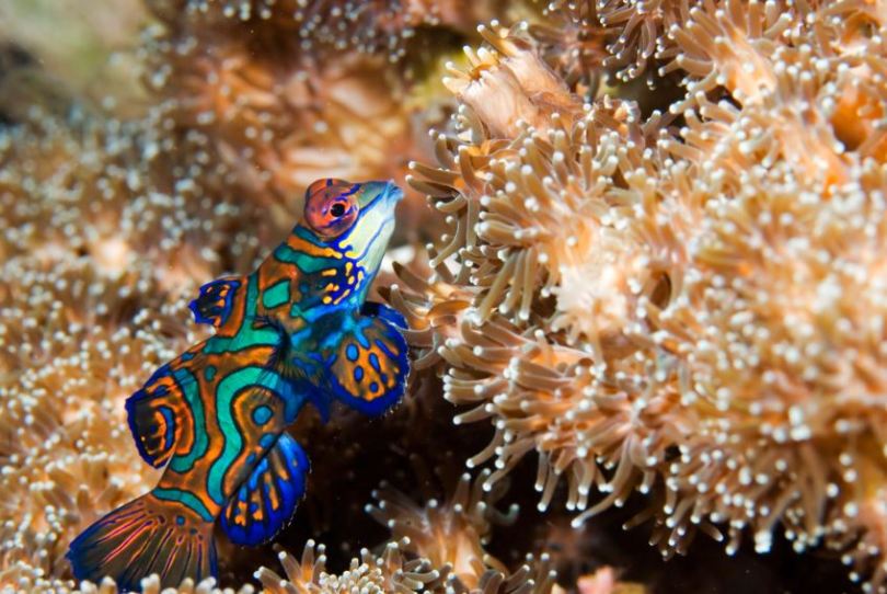 Wild and marine life in Indonesia