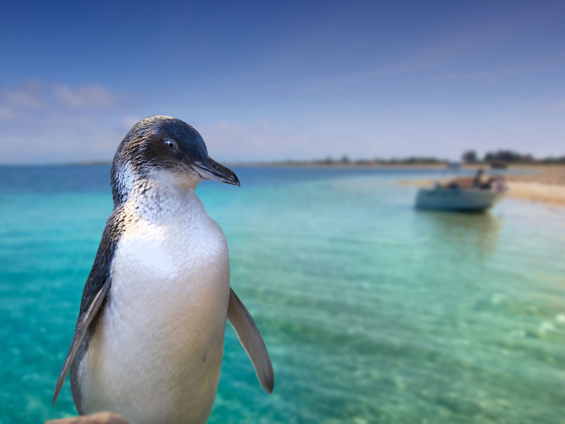 Informationen über Penguin Island