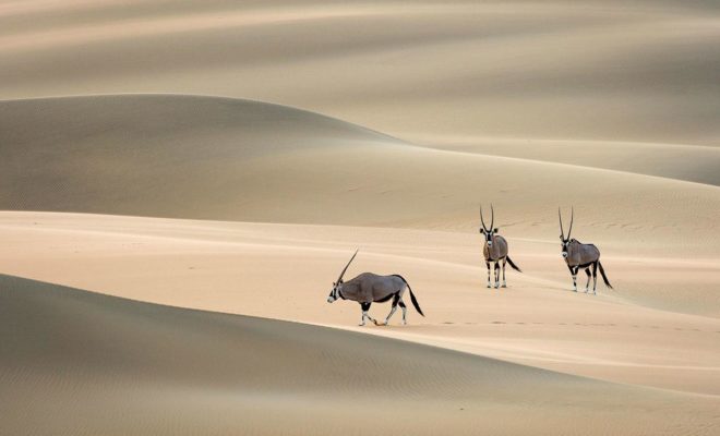 لعشاق السفارى فى افريقيا اليكم افضل الرحلات عنها