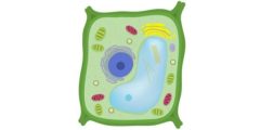 Parts of a plant cell