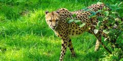 The fastest wild animals