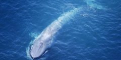 The largest whale