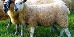 Types of sheep