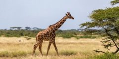 Where does the giraffe live?